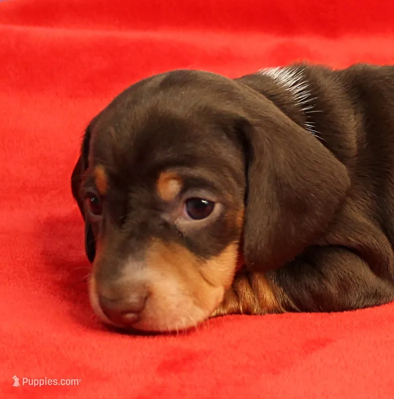 AKC Heidi's Chocolate & Tan Female Puppy 1 – Miniature Dachshund puppy on hold in Mount Olive, NC