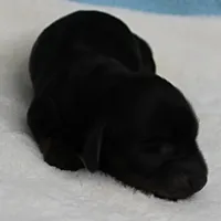 AKC Harleys Black & Tan Male Puppy 4, a male Miniature Dachshund for sale in Mount Olive, NC – 8 of 10