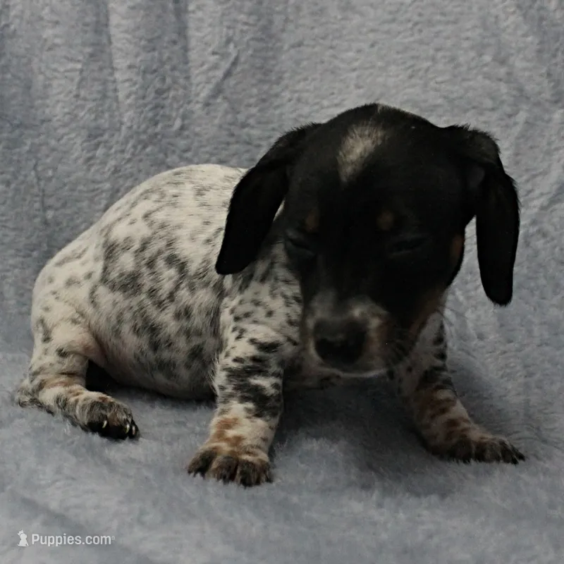 AKC Freckles Black & Tan Piebald on White Female Puppy 2 – Miniature Dachshund puppy on hold in Mount Olive, NC