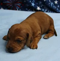 AKC Roxy's Red Shaded Dapple Male Puppy 1, a male Miniature Dachshund for sale in Mount Olive, NC – 2 of 10