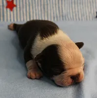 AKC Zoe's Chocolate & White Male Puppy 3, a male Boston Terrier for sale in Mount Olive, NC – 2 of 10