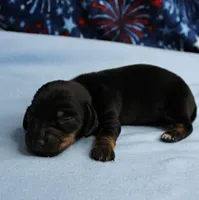 AKC Taylor's Black & Tan Male Puppy 5, a male Miniature Dachshund for sale in Mount Olive, NC – 4 of 9