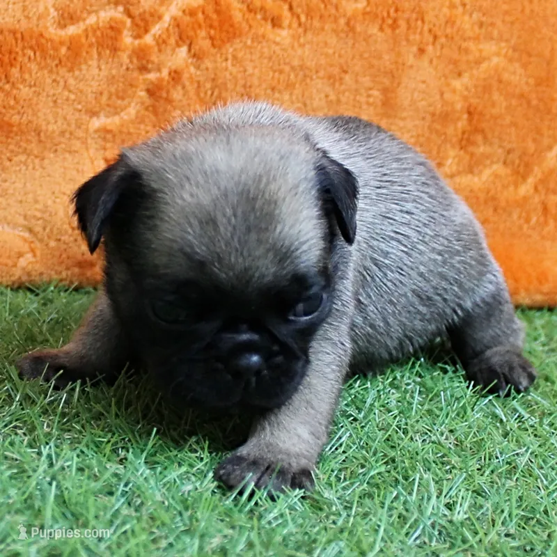  AKC Sandy's FawnMale Puppy 1 – Pug puppy for sale in Mount Olive, NC