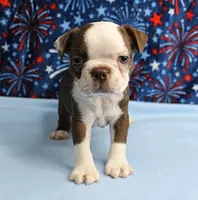AKC Zoey's Chocolate & White Male Puppy 3, a male Boston Terrier for sale in Mount Olive, NC – 5 of 10