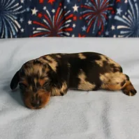 AKC Sallie's Black & Silver Dapple, Long Coat Female Puppy 2, a female Miniature Dachshund for sale in Mount Olive, NC – 3 of 10