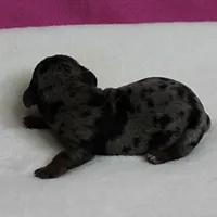 AKC Harleys Silver Dapple Female Puppy 1, a female Miniature Dachshund for sale in Mount Olive, NC – 6 of 10