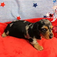 AKC Sallie's Black & Silver Dapple, Long Coat Female Puppy 2, a female Miniature Dachshund for sale in Mount Olive, NC – 10 of 10