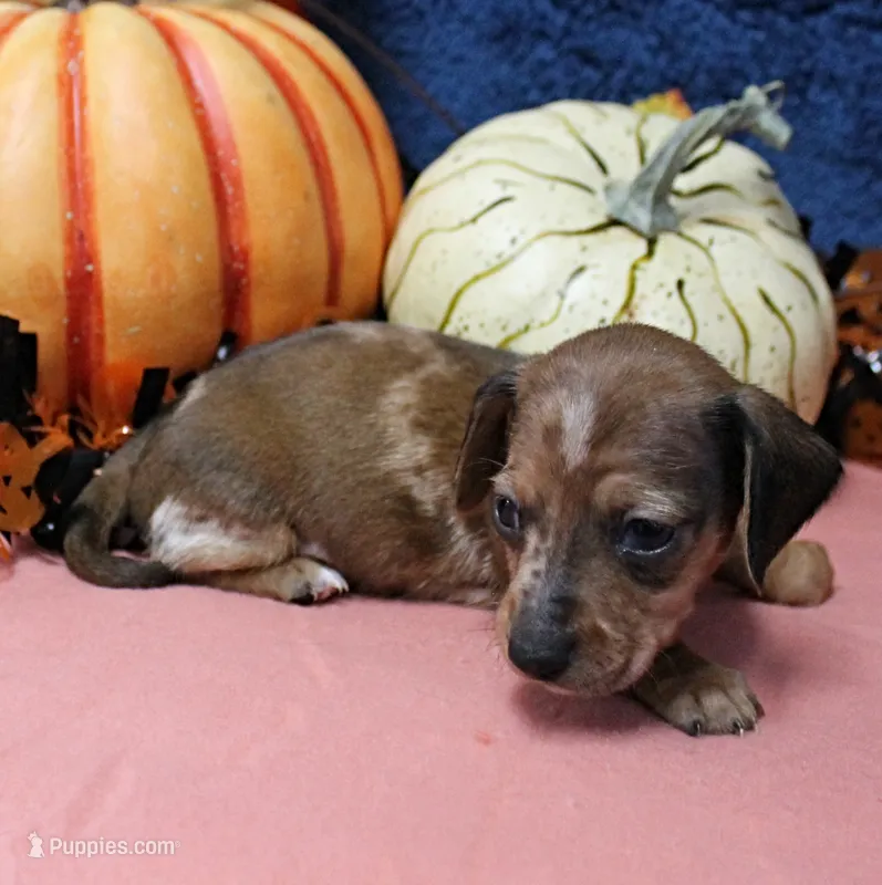 AKC Freckles Chocolate & Tan Dapple Female Puppy 5 – Miniature Dachshund puppy for sale in Mount Olive, NC