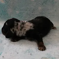 AKC Freckles Black & Tan Dapple Female Puppy 4, a female Miniature Dachshund for sale in Mount Olive, NC – 2 of 10