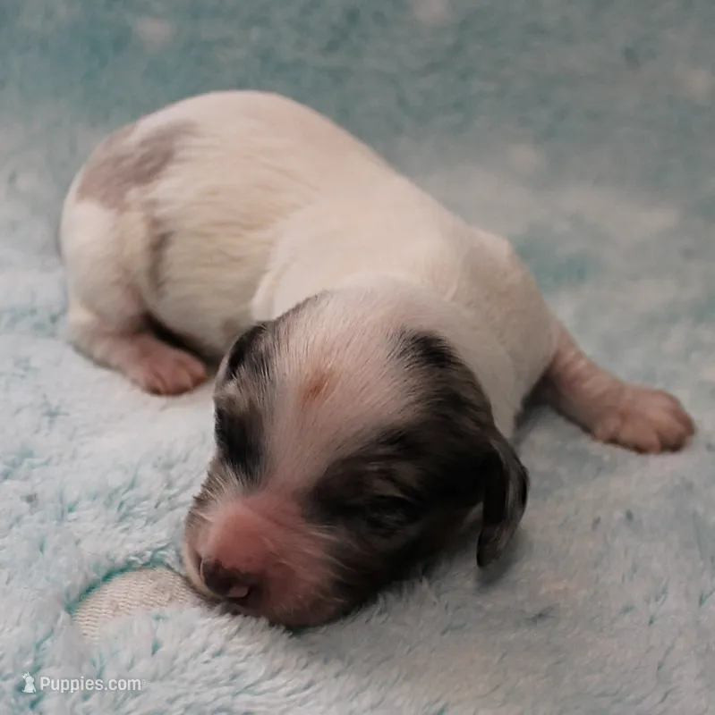 AKC Freckles Silver Dapple with White Male Puppy 6 – Miniature Dachshund puppy for sale in Mount Olive, NC