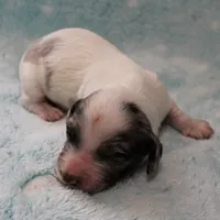 AKC Freckles Silver Dapple with White Male Puppy 6, a male Miniature Dachshund for sale in Mount Olive, NC – 1 of 10
