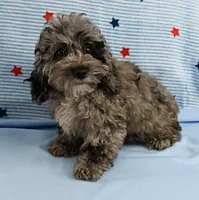 Twinkle's Blue Merle Female Puppy 1, a female Cockapoo for sale in Mount Olive, NC – 9 of 10