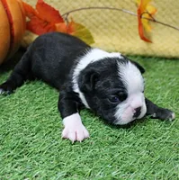 AKC Annie's Black & White Male Puppy 5, a male Boston Terrier for sale in Mount Olive, NC – 3 of 10