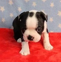 Myrtle's Black & White Male Puppy 1, a male Boston Terrier for sale in Mount Olive, NC – 4 of 10