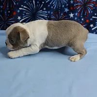 AKC Zoey's Seal & White Male Puppy 1, a male Boston Terrier for sale in Mount Olive, NC – 9 of 10
