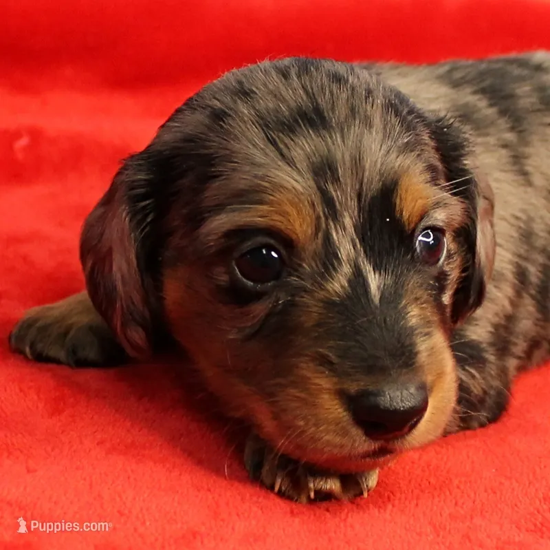 AKC Sallie's Black & Silver Dapple, Long Coat Male Puppy 3 – Miniature Dachshund puppy on hold in Mount Olive, NC