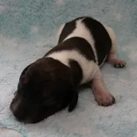 AKC Freckles Red & White Piebald Female Puppy 3, a female Miniature Dachshund for sale in Mount Olive, NC – 7 of 10