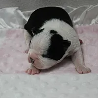 AKC Polly's Black & White Female Puppy 1, a female Boston Terrier for sale in Mount Olive, NC – 4 of 10