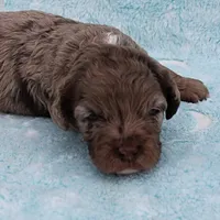 Twinkle's Chocolate Merle Male Puppy 4, a male Cockapoo for sale in Mount Olive, NC – Photo 2 of 10