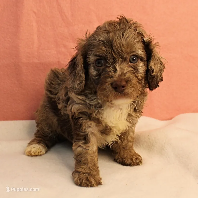 Twinkle's Chocolate Merle Male Puppy 4 – Cockapoo puppy for sale in Mount Olive, NC