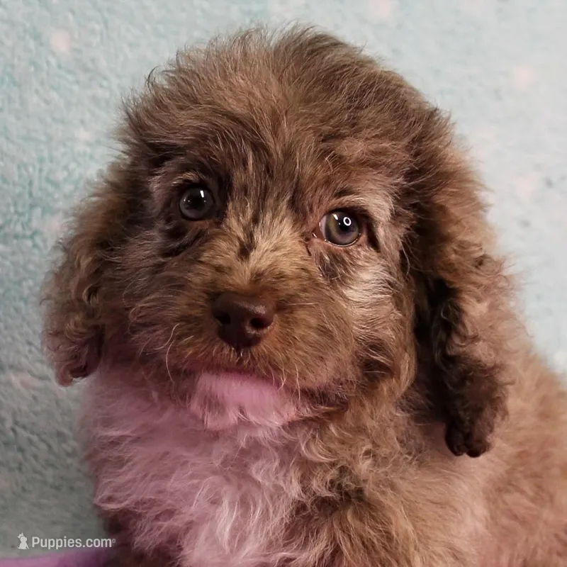 Twinkle's Chocolate Merle Male Puppy 4 – Cockapoo puppy for sale in Mount Olive, NC