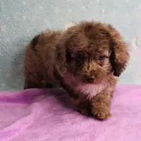 Twinkle's Chocolate Merle Male Puppy 4, a male Cockapoo for sale in Mount Olive, NC – Photo 4 of 10