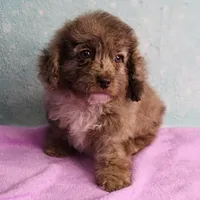 Twinkle's Chocolate Merle Male Puppy 4, a male Cockapoo for sale in Mount Olive, NC – Photo 2 of 10