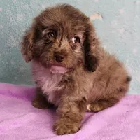 Twinkle's Chocolate Merle Male Puppy 4, a male Cockapoo for sale in Mount Olive, NC – Photo 5 of 10