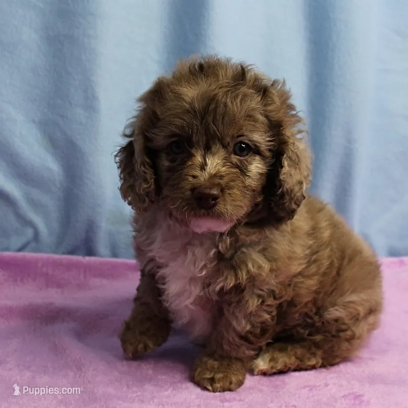 Twinkle's Chocolate Merle Male Puppy 4 – Cockapoo puppy for sale in Mount Olive, NC