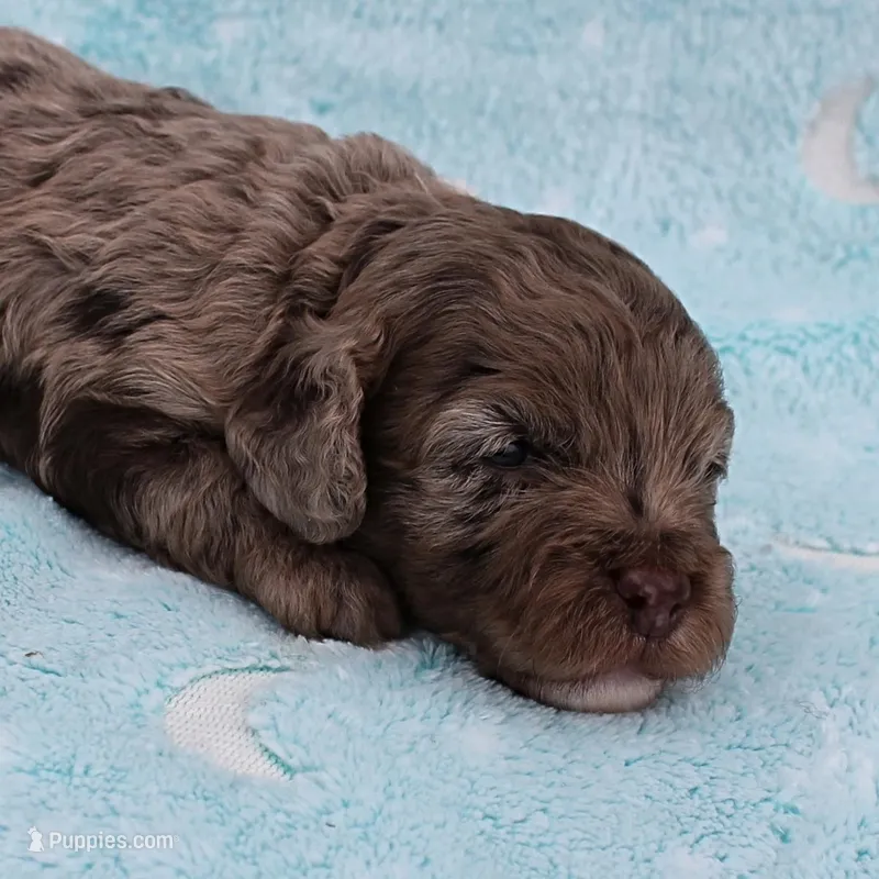 Twinkle's Chocolate Merle Male Puppy 4 – Cockapoo puppy for sale in Mount Olive, NC