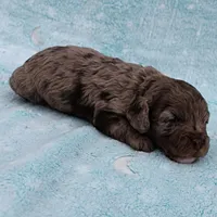 Twinkle's Chocolate Merle Male Puppy 4, a male Cockapoo for sale in Mount Olive, NC – Photo 7 of 10