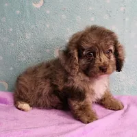 Twinkle's Chocolate Merle Male Puppy 4, a male Cockapoo for sale in Mount Olive, NC – Photo 10 of 10