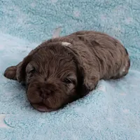 Twinkle's Chocolate Merle Male Puppy 4, a male Cockapoo for sale in Mount Olive, NC – Photo 4 of 10