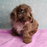 Twinkle's Chocolate Merle Male Puppy 4, a male Cockapoo for sale in Mount Olive, NC – Photo 8 of 10