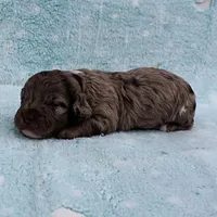 Twinkle's Chocolate Merle Male Puppy 4, a male Cockapoo for sale in Mount Olive, NC – Photo 8 of 10