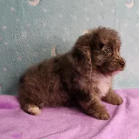 Twinkle's Chocolate Merle Male Puppy 4, a male Cockapoo for sale in Mount Olive, NC – Photo 9 of 10