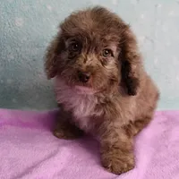 Twinkle's Chocolate Merle Male Puppy 4, a male Cockapoo for sale in Mount Olive, NC – Photo 7 of 10