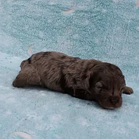 Twinkle's Chocolate Merle Male Puppy 4, a male Cockapoo for sale in Mount Olive, NC – Photo 5 of 10