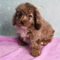 Twinkle's Chocolate Merle Male Puppy 4, a male Cockapoo for sale in Mount Olive, NC – Photo 6 of 10