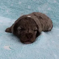 Twinkle's Chocolate Merle Male Puppy 4, a male Cockapoo for sale in Mount Olive, NC – Photo 3 of 10