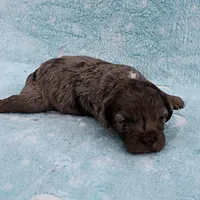 Twinkle's Chocolate Merle Male Puppy 4, a male Cockapoo for sale in Mount Olive, NC – Photo 10 of 10