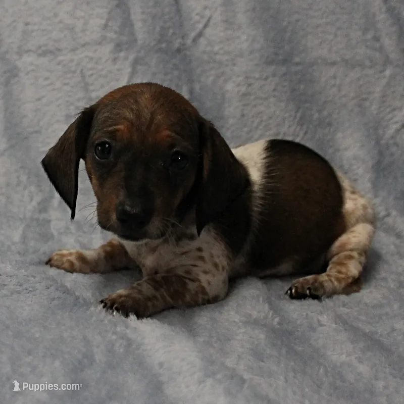 AKC Freckles Red & White Piebald Female Puppy 3 – Miniature Dachshund puppy on hold in Mount Olive, NC