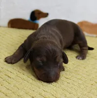 AKC Robin's Red Female Puppy 1, a female Miniature Dachshund for sale in Mount Olive, NC – 4 of 9