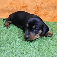 AKC Maggie's Black & Tan Female Puppy 1, a female Miniature Dachshund for sale in Mount Olive, NC – 8 of 10