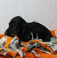 AKC Taylor's Black & Tan LH Male Puppy 1, a male Miniature Dachshund for sale in Mount Olive, NC – 5 of 10