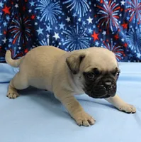 AKC Candy's Fawn Male Puppy 6, a male Pug for sale in Mount Olive, NC – 5 of 10