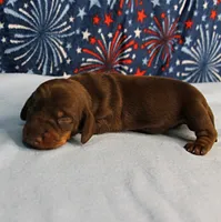 AKC Heidi's Chocolate & Tan Male Puppy 3, a male Miniature Dachshund for sale in Mount Olive, NC – 9 of 10