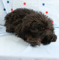 Tinker's Black Female Puppy 1, a female Cockapoo for sale in Mount Olive, NC – 5 of 9