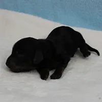 AKC Harleys Black & Tan Male Puppy 4, a male Miniature Dachshund for sale in Mount Olive, NC – 9 of 10