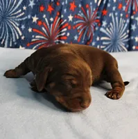 AKC Heidi's Chocolate & Tan Male Puppy 3, a male Miniature Dachshund for sale in Mount Olive, NC – 2 of 10